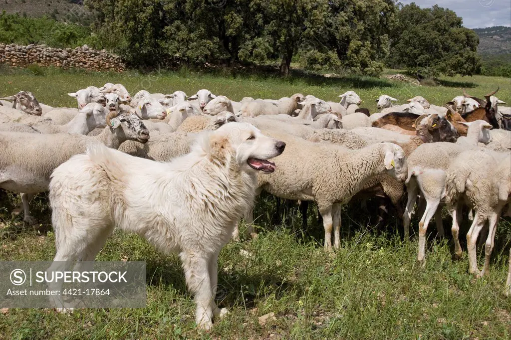 Domestic Dog, livestock guardian dog, guarding mixed sheep and goat flock, Sierra de Segura Mountains, Castilla la Mancha, Spain, may