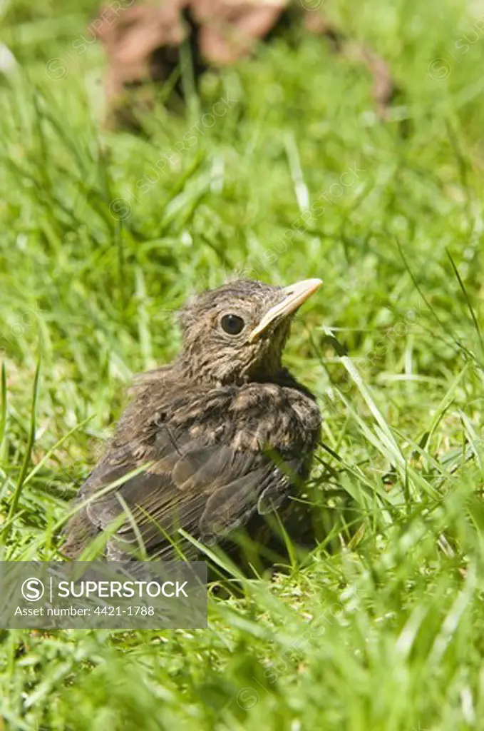 European Blackbird (Turdus merula) chick, fledgling on garden lawn, England, may