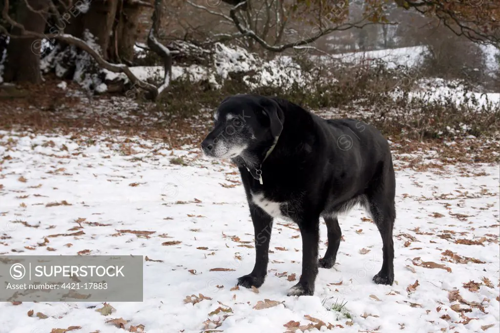 Domestic Dog, labrador cross mongrel, elderly adult, standing in snow, England, december