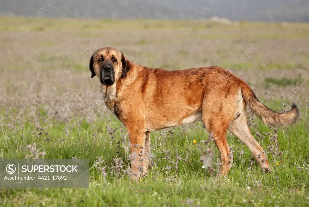 Domestic Dog, Spanish Mastiff, adult male, standing in grassland, Extremadura, Spain, april