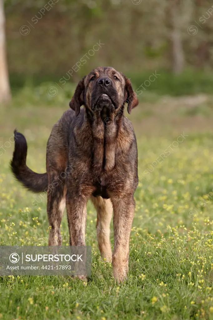 Domestic Dog, Spanish Mastiff, immature female, barking, Extremadura, Spain, april