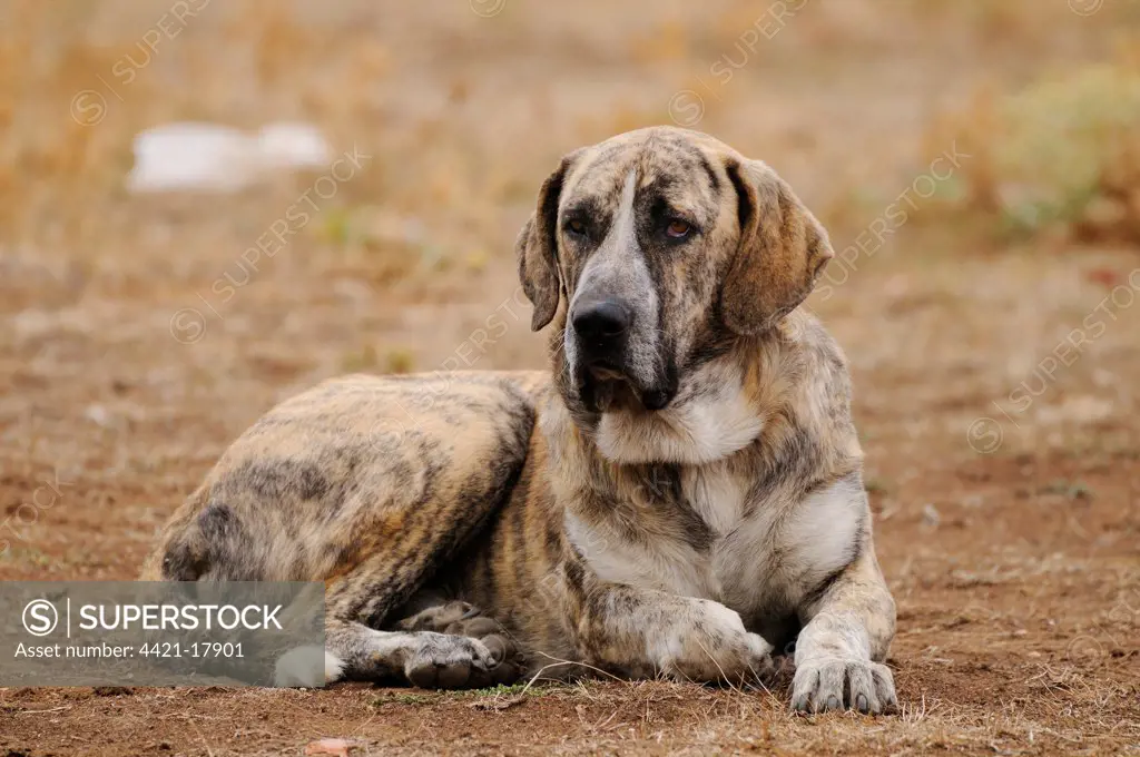 Domestic Dog, Spanish Mastiff, adult male, resting, used as cattle dog in dehesa, Salamanca, Castile and Leon, Spain, september