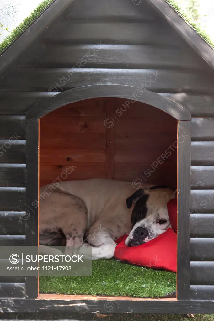 Domestic Dog, Old Tyme Bulldog, resting in kennel, England, august