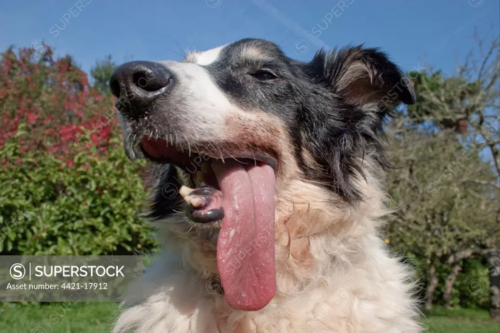 Domestic Dog, Border Collie, adult female, close-up of head, panting, with malformation of jaw after cancer operation, England, october