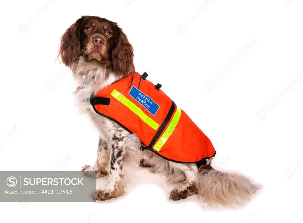 Domestic Dog, English Springer Spaniel, adult, Search and Rescue dog wearing high visability jacket