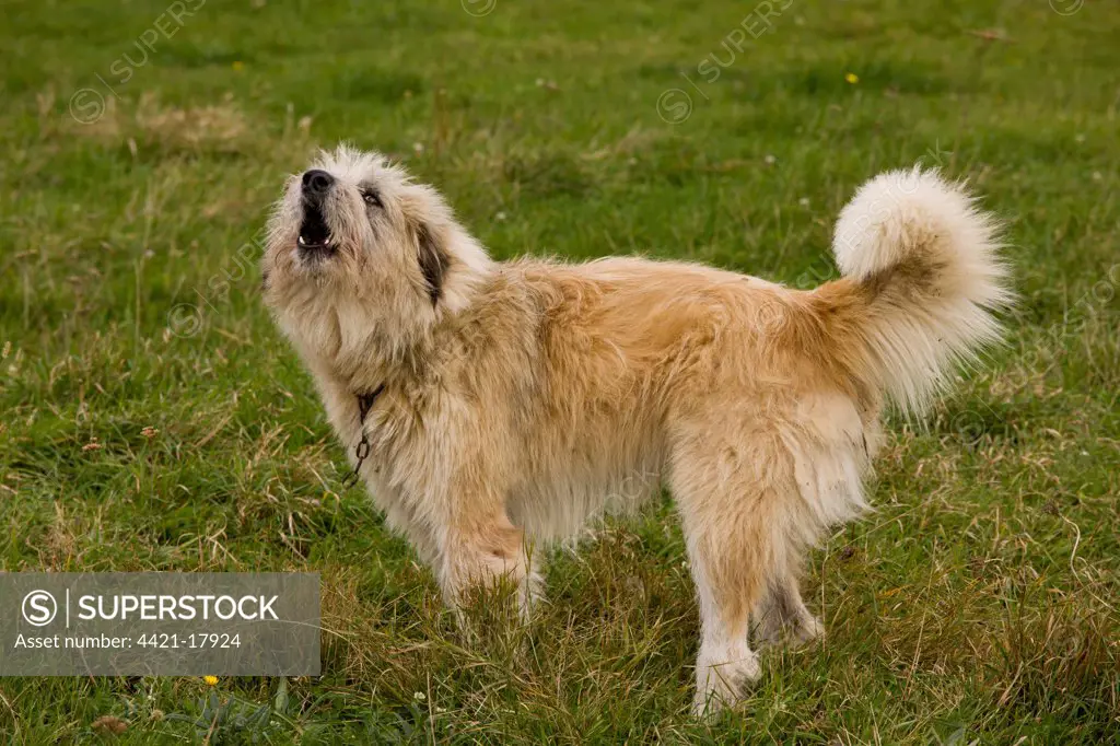 Domestic Dog, livestock guardian sheepdog, barking, guarding sheep flock, near Saxon village of Soars, Transylvania, Romania, october