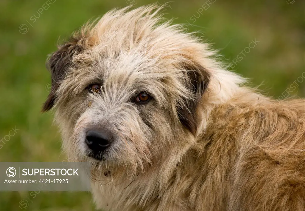 Domestic Dog, livestock guardian sheepdog, close-up of head, guarding sheep flock, near Saxon village of Soars, Transylvania, Romania, october