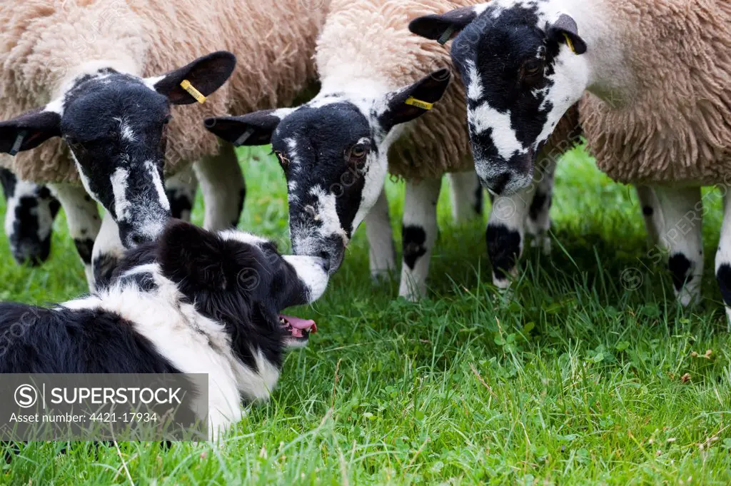 Domestic Dog, Border Collie sheepdog, adult, with mule sheep in pasture, England, september