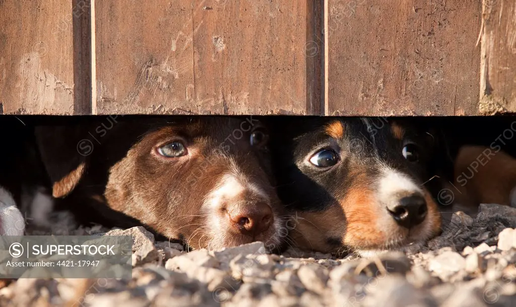Domestic Dog, Border Collie sheepdog, two puppies, looking under door on farm, England, september