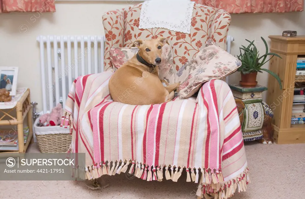 Domestic Dog, Lurcher cross mongrel, adult female, resting on chair indoors, England, september