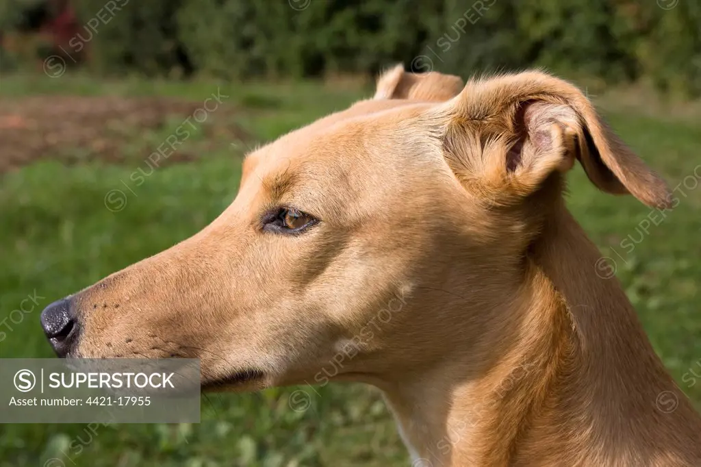 Domestic Dog, Lurcher cross mongrel, adult female, close-up of head, pricking ears back, England, september
