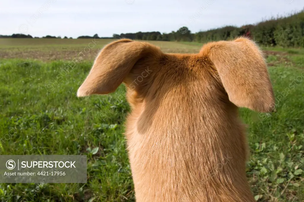 Domestic Dog, Lurcher cross mongrel, adult female, rear view of head, pricking ears back, looking across farmland, England, september