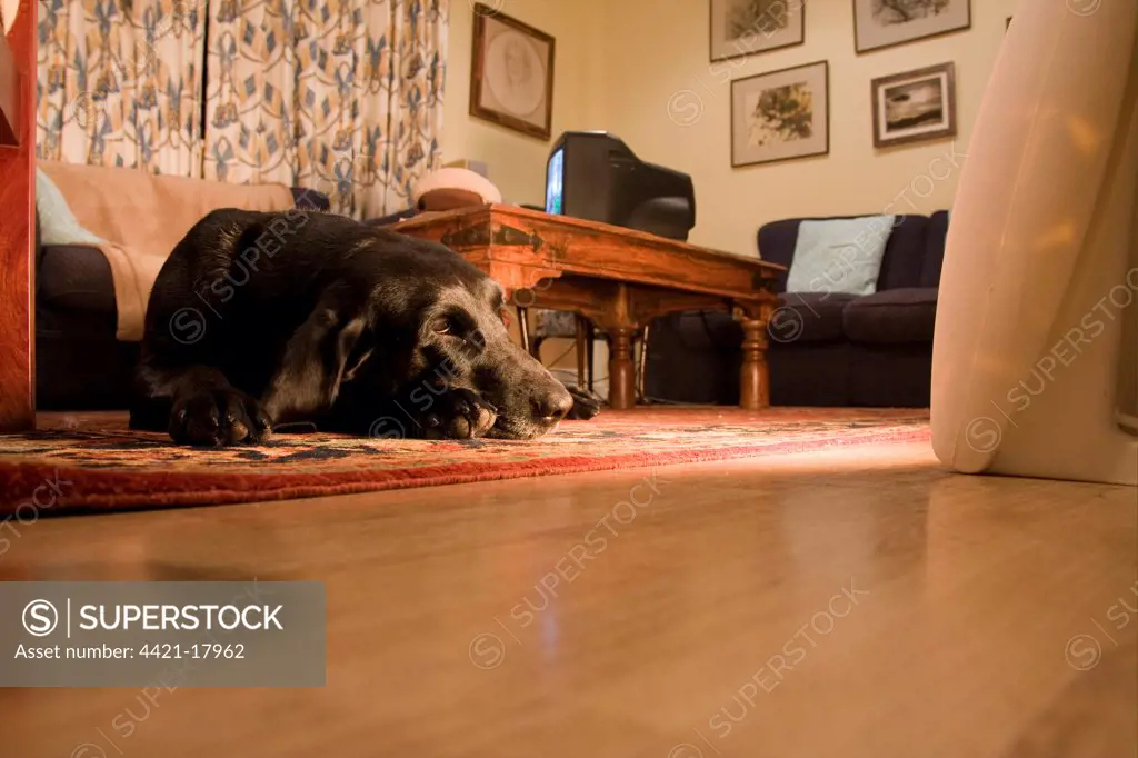 Domestic Dog, Black Labrador Retriever, adult, laying on lounge floor beside heater, England