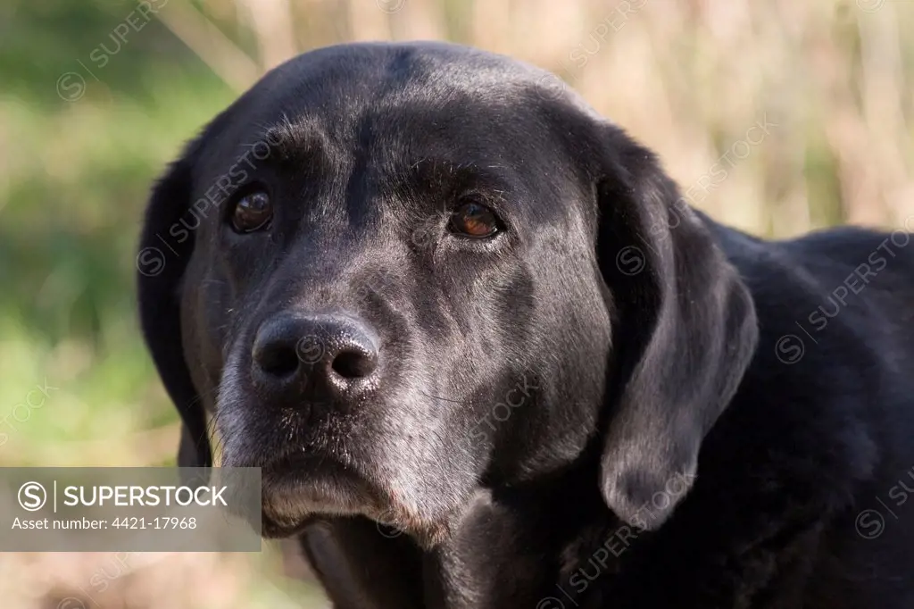 Domestic Dog, Black Labrador Retriever, elderly adult, close-up of head, England