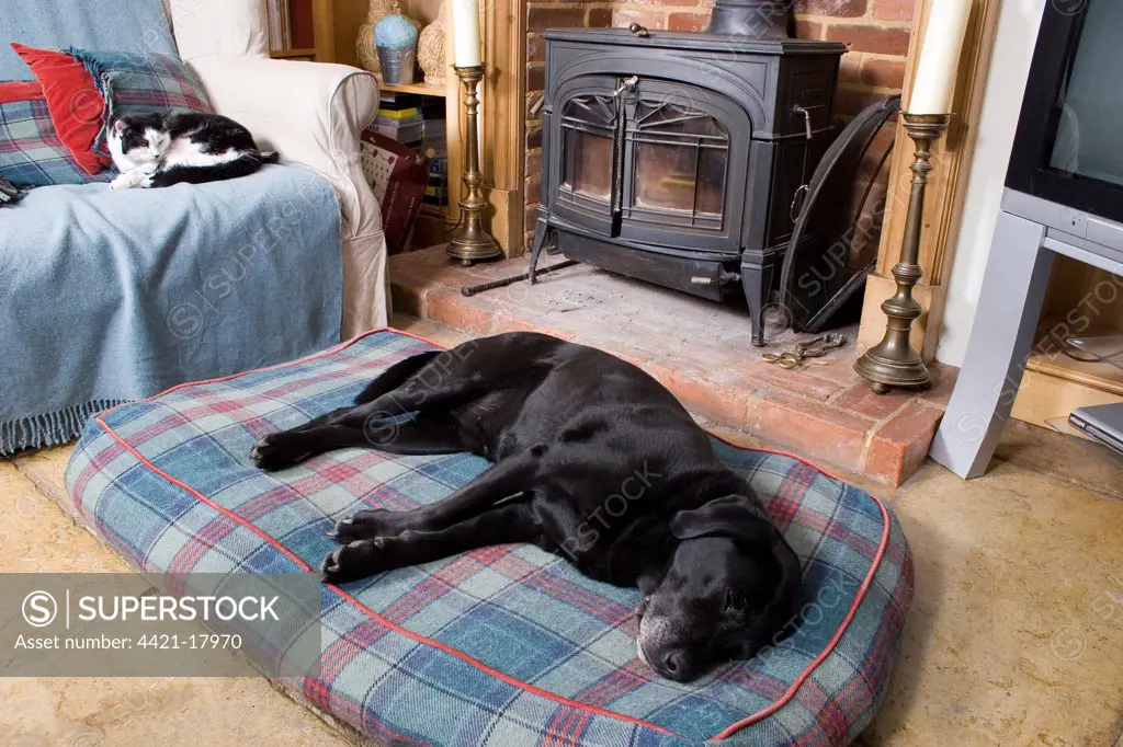 Domestic Dog, Black Labrador Retriever, elderly adult, sleeping on cushion, with cat resting on sofa, in cottage lounge, England