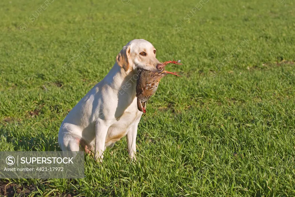 Domestic Dog, Yellow Labrador Retriever, adult, retrieving shot Red-legged Partridge (Alectoris rufa), Norfolk, England