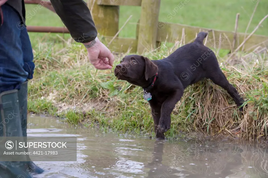 Domestic Dog, Chocolate Labrador Retriever, male puppy, stretching for treat, standing beside puddle, Portesham, Dorset, England