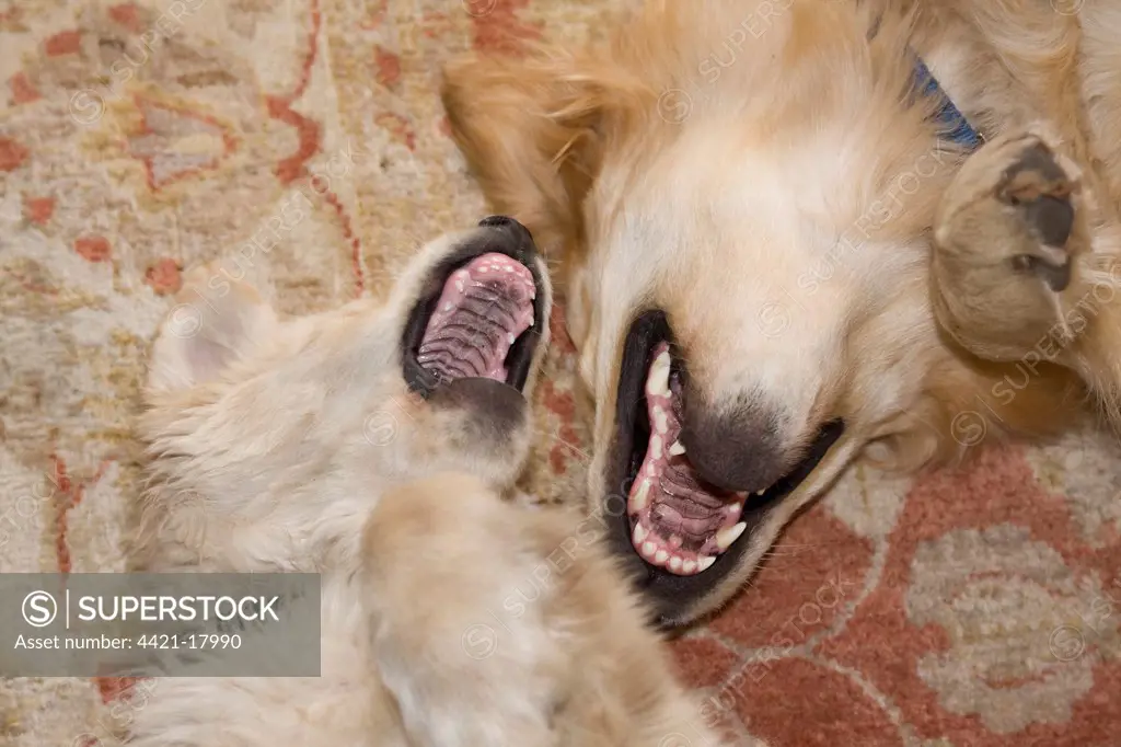 Domestic Dog, Golden Retriever, adult and puppy, playfighting, rolling on rug in lounge, England