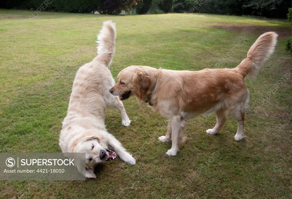 Domestic Dog, Golden Retriever, two adult females, dominance interaction, playing on garden lawn, England, august
