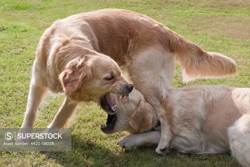 Domestic Dog, Golden Retriever, two adult females, dominance interaction, playfighting on garden lawn, England, august