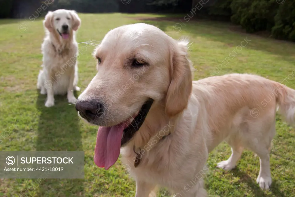 Domestic Dog, Golden Retriever, two adult females, panting, on garden lawn, England, august