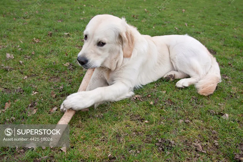 Domestic Dog, Golden Retriever, puppy, chewing stick in parkland, England, february