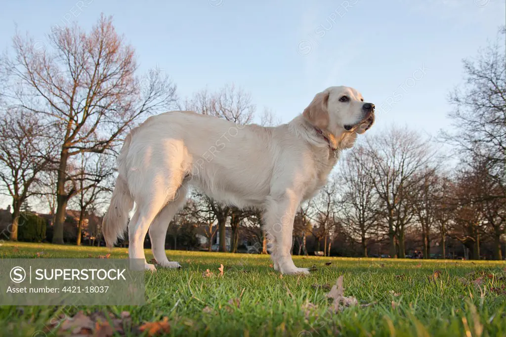 Domestic Dog, Golden Retriever, puppy, standing in parkland, England, february