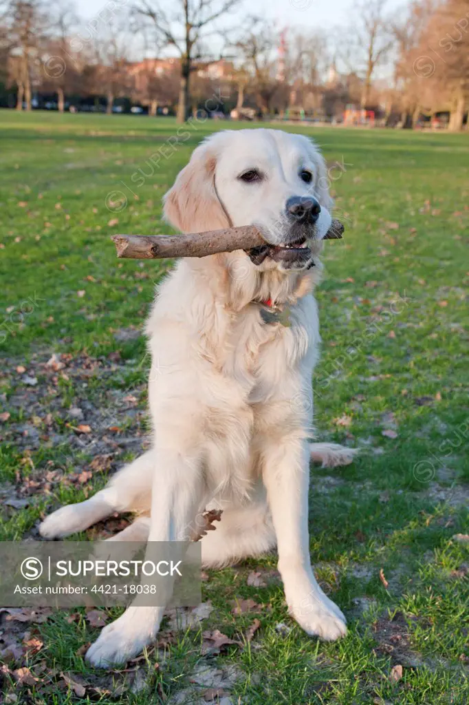Domestic Dog, Golden Retriever, puppy, playing with stick in parkland, England, february