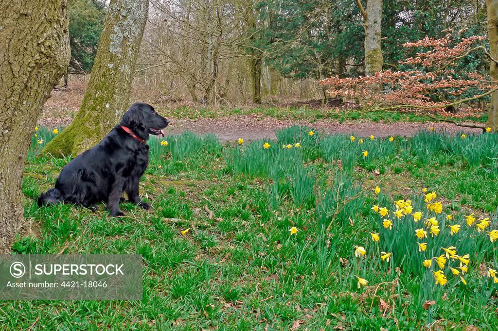 Domestic Dog, Flat-coated Retriever, adult female, sitting beside daffodils in woodland, West Sussex, England, march