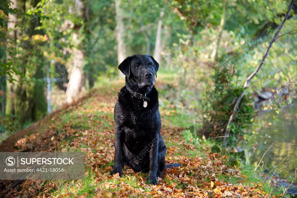 Domestic Dog, Black Labrador Retriever, Drakeshead type, adult male, sitting near mill pond, Chipping, Lancashire, England, october