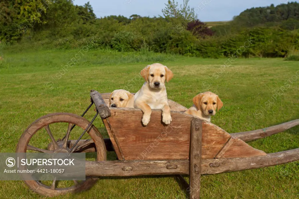 Domestic Dog, Yellow Labrador Retriever, three puppies, looking out from wooden wheelbarrow, Norfolk, England, august