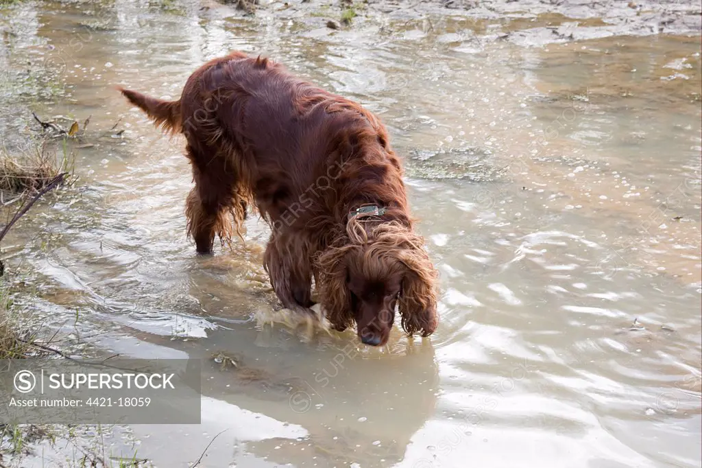 Domestic Dog, Irish Setter, adult, drinking from muddy puddle, England