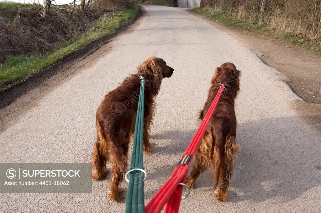 Domestic Dog, Irish Setter, two adults, walking on leads along rural lane, England, winter