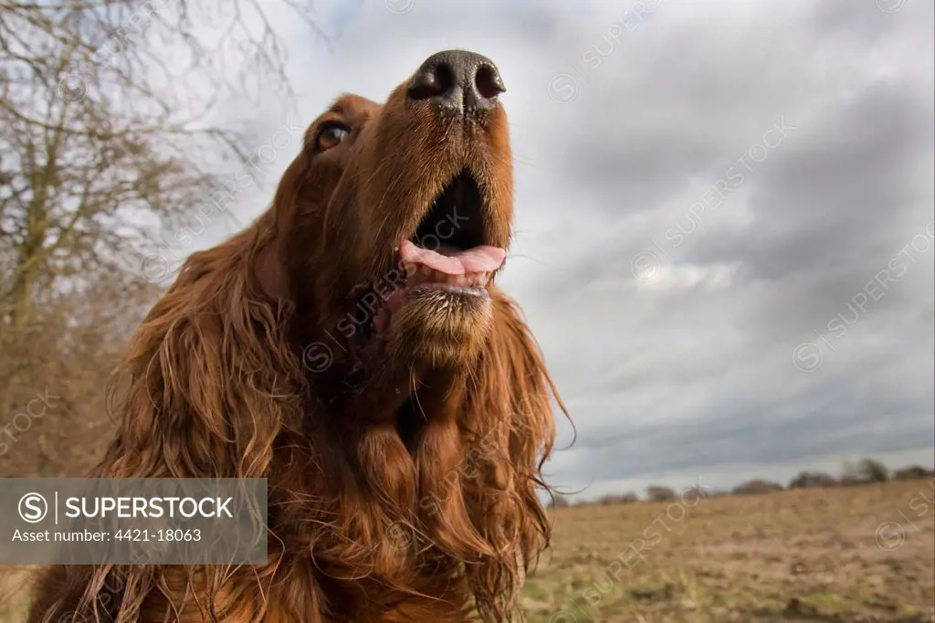 Domestic Dog, Irish Setter, adult female, close-up of head, panting, England, winter