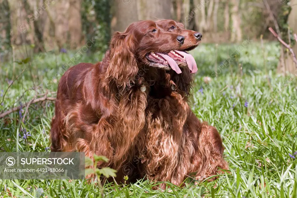 Domestic Dog, Irish Setter, two adults, panting, in woodland, England, spring
