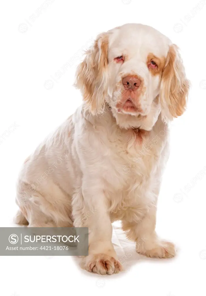 Domestic Dog, Clumber Spaniel, adult male, sitting