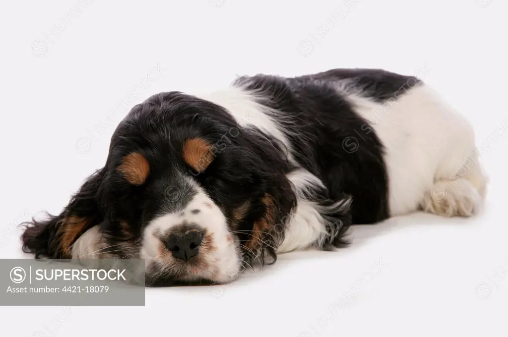 Domestic Dog, English Cocker Spaniel, puppy, sleeping