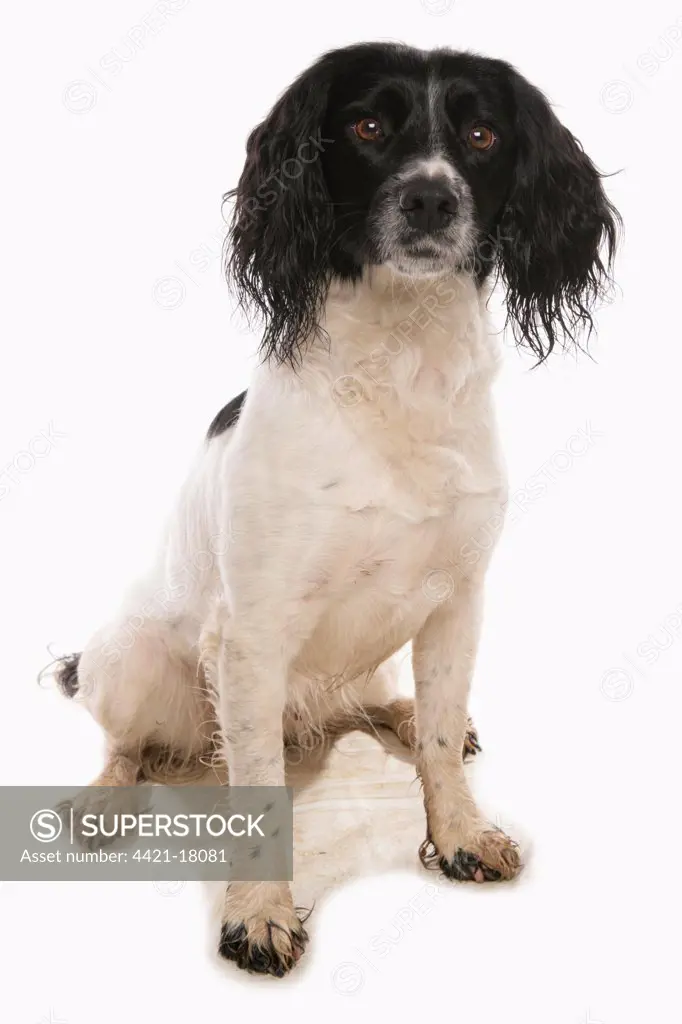 Domestic Dog, English Springer Spaniel, black and white adult, sitting
