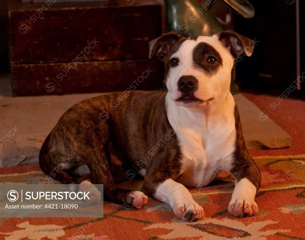 Domestic Dog, Staffordshire Bull Terrier, eighteen-week old puppy, laying on rug, England