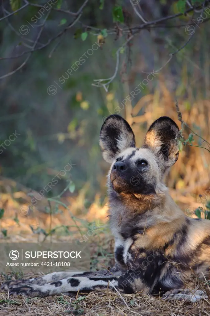 African Wild Dog (Lycaon pictus) adult, resting, looking up at disturbance, Mashatu Game Reserve, Tuli Block, Botswana, june