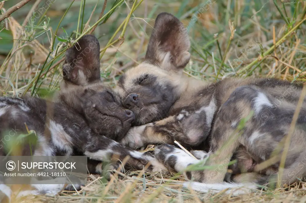 African Wild Dog (Lycaon pictus) two pups, sleeping together, Mashatu Game Reserve, Tuli Block, Botswana
