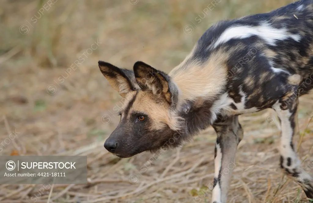 African Wild Dog (Lycaon pictus) adult, inquisitive, staring ahead, Mashatu Game Reserve, Tuli Block, Botswana