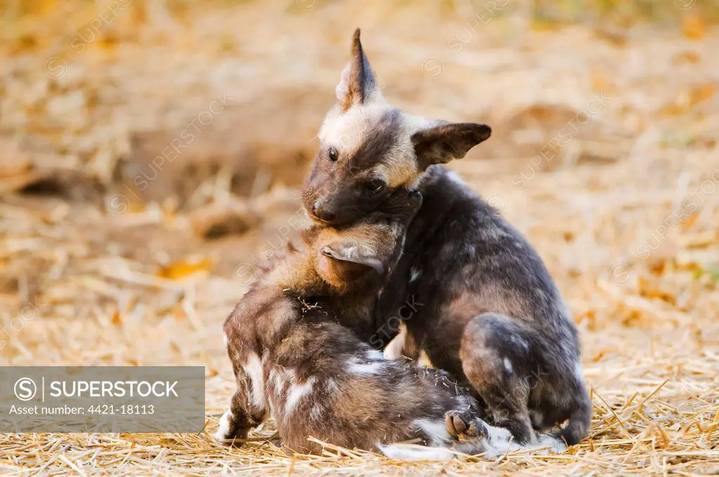 African Wild Dog (Lycaon pictus) two pups, play-fighting, Mashatu Game Reserve, Tuli Block, Botswana