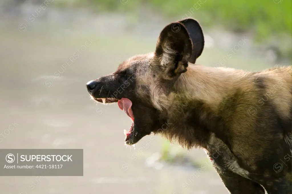 African Wild Dog (Lycaon pictus) adult, yawning, close-up of head, Kwando, Linyanti, Botswana