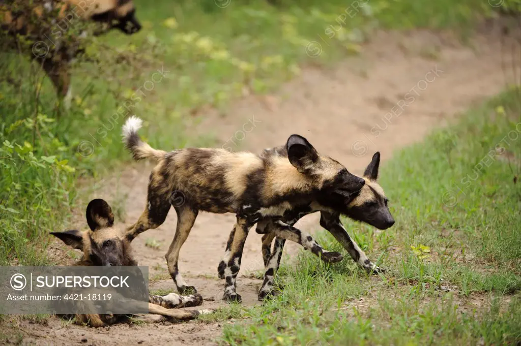 African Wild Dog (Lycaon pictus) three pups, playing on track, Kwando Lagoon, Linyanti, Botswana