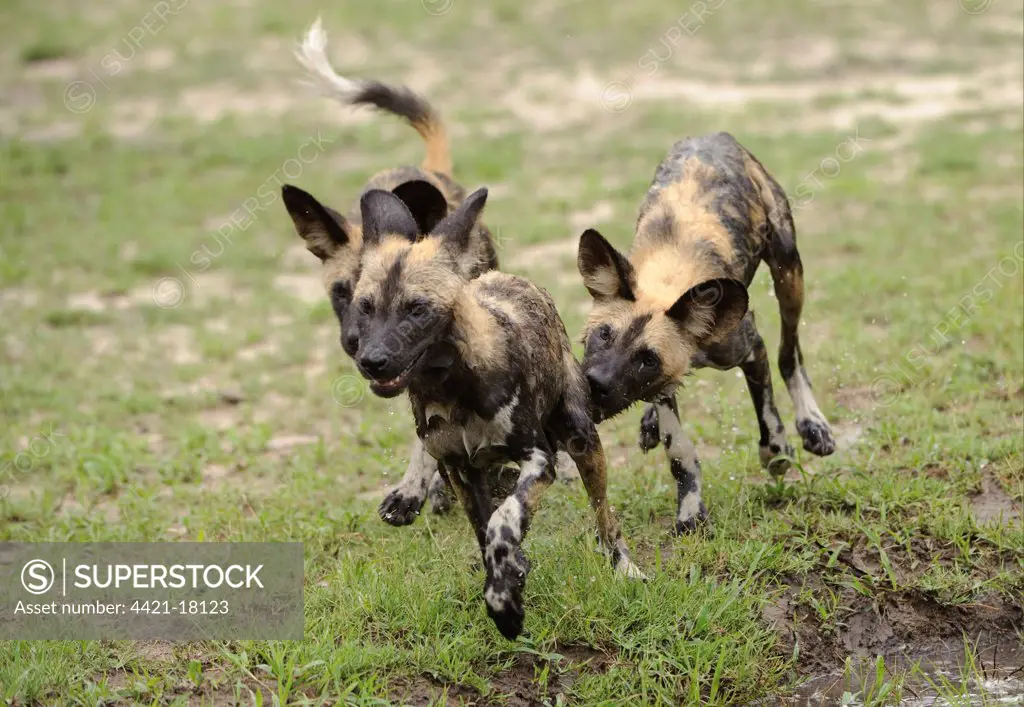 African Wild Dog (Lycaon pictus) pups, playing and chasing, Kwando Lagoon, Linyanti, Botswana