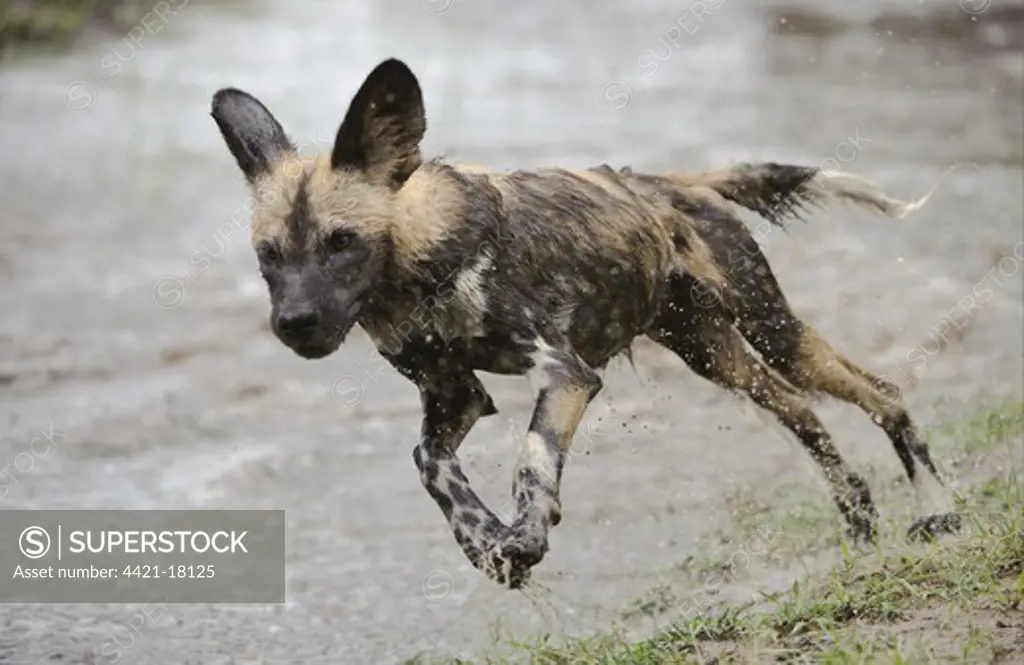 African Wild Dog (Lycaon pictus) pup, running, playing in water, Kwando Lagoon, Linyanti, Botswana
