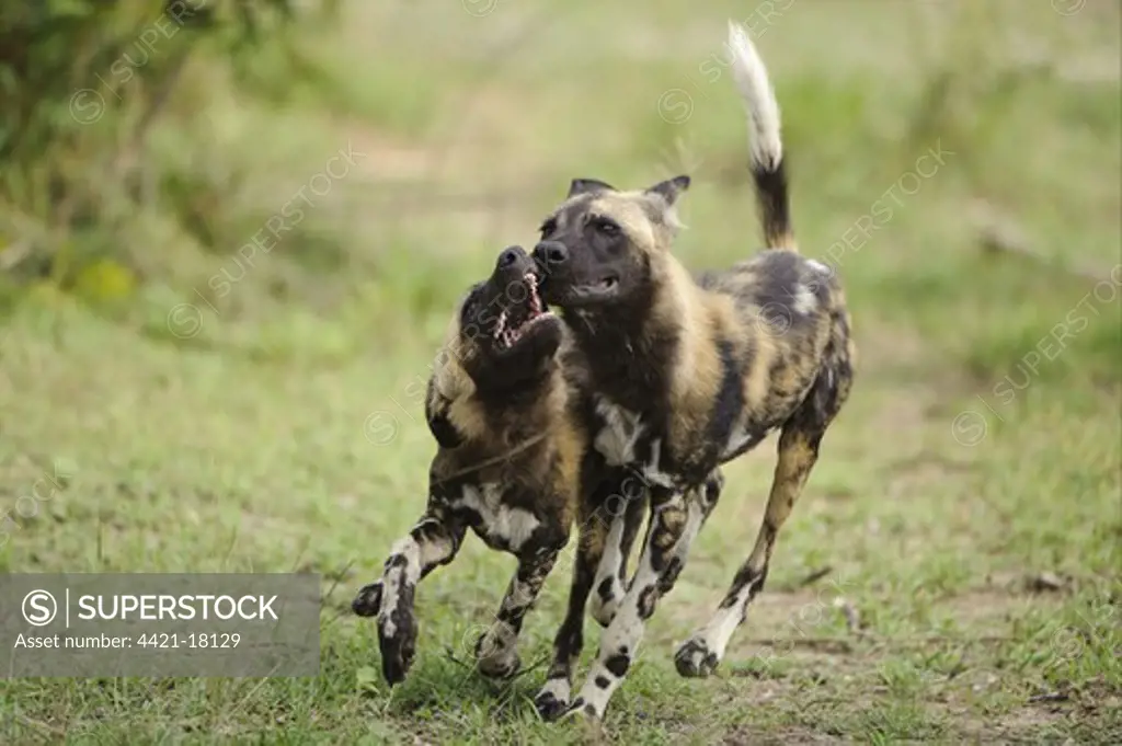 African Wild Dog (Lycaon pictus) adult with pup, begging for food, Kwando Lagoon, Linyanti, Botswana