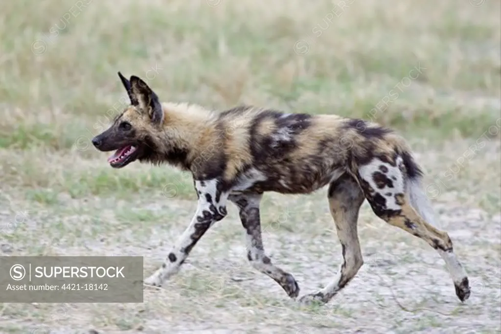 African Wild Dog (Lycaon pictus) adult, running, Okavango Delta, Botswana