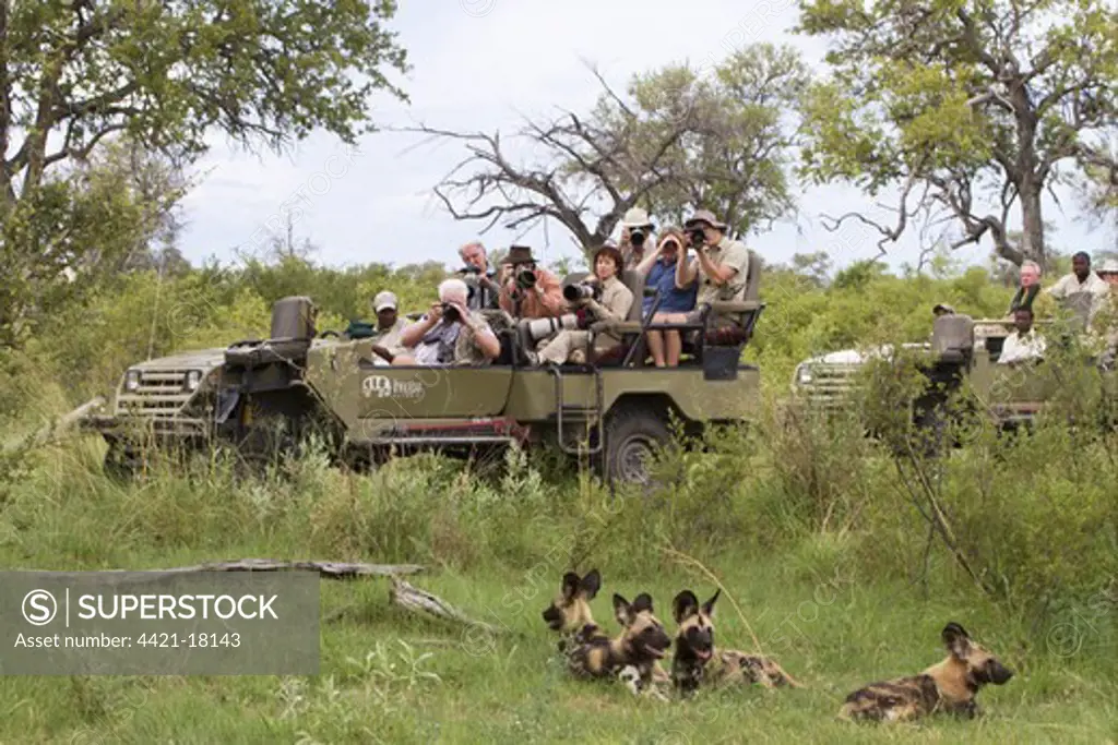 African Wild Dog (Lycaon pictus) adults, pack being watched and watched by tourists in vehicle, Okavango Delta, Botswana